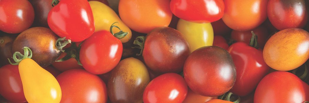 How to Choose the Right Tomato