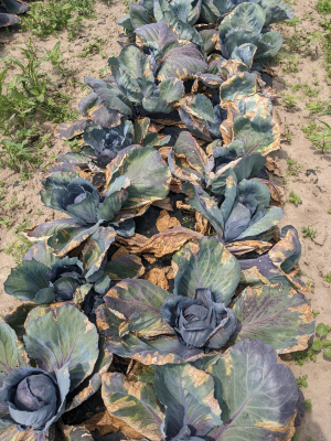 black rot on cabbage