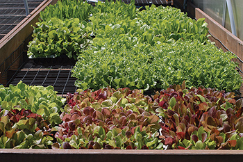 Varieties best for baby-leaf production have vigorous, uniform growth, thick leaf textures, and upright growth habit.