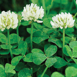 New Zealand White Clover Seed