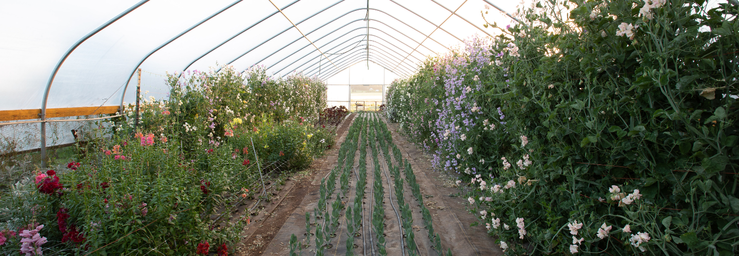 Cut-flower crops in the high tunnel.