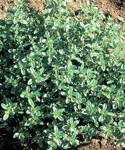 A clump of creeping thyme, grown from seed, will thrive in a sunny, well-drained location; this cultivar emits a delightful fragrance underfoot.