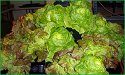 'Living Lettuce' Display