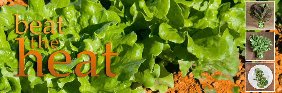 Lettuce & Greens for Southern Growers