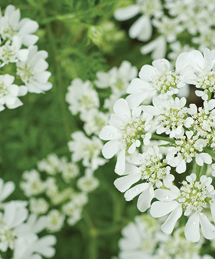 Close-up of the lacy-handkerchief-like umbels of the Orlaya, an attractive cut flower or border plant.