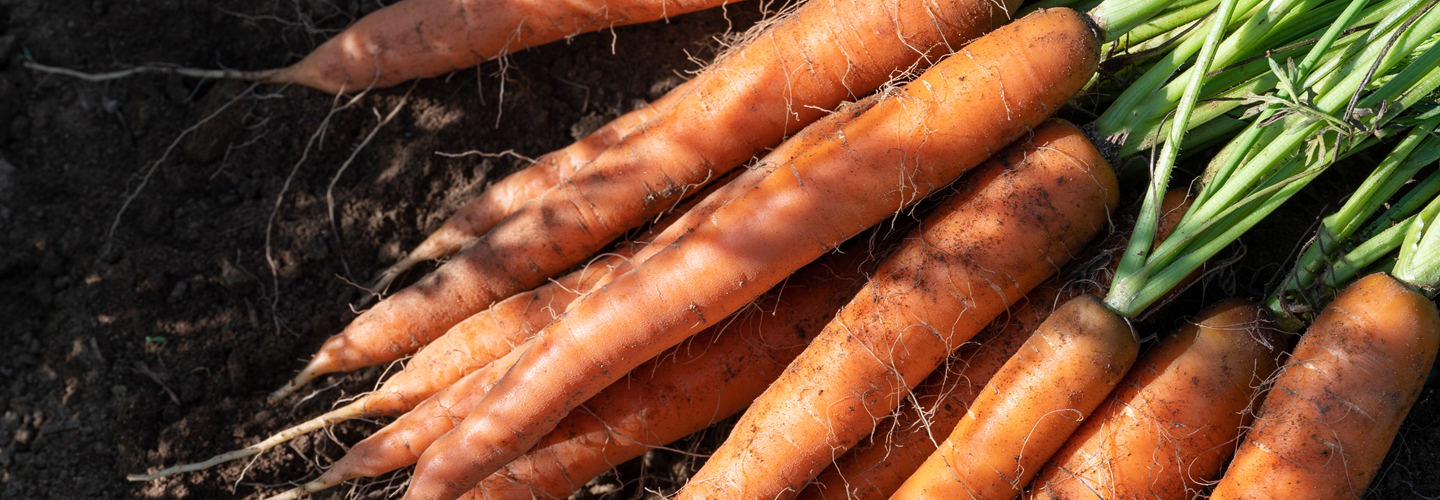 bunch of carrots