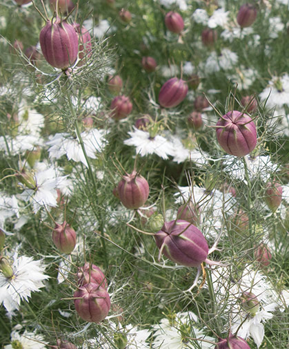 Nigella, commonly known as love-in-a-mist, has been grown in English cottage gardens since Elizabethan times.