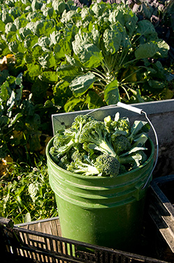 Broccoli Harvest from Villageside Farm, Freedom Maine