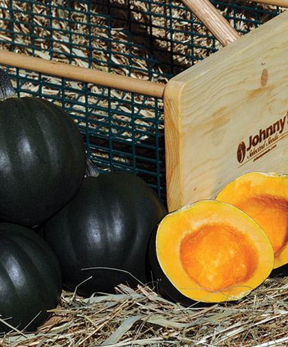 Acorn winter squash; this variety is 'Honey Bear,' an AAS winner bred by classical plant breeder Brent Loy of UNH.