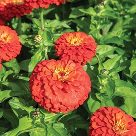 Zinnias
