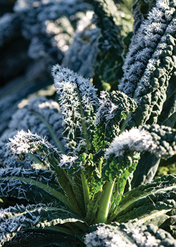 Frost-kissed Kale