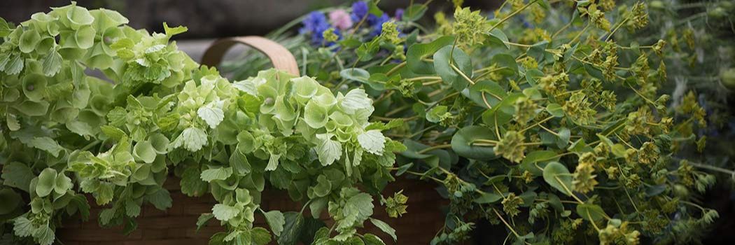 Flower Farmers' Favorite Foliage & Fillers