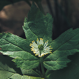 How to Grow Goldenseal from Bare Roots
