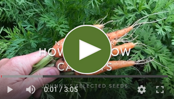 View Our How to Grow Carrots Video