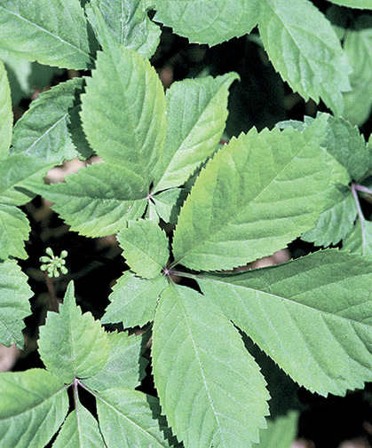 The palmate leaves of the slow-growing American ginseng plant.