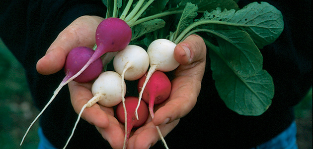 Easter Egg Radish