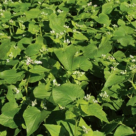Buckwheat (Common) Organic Cover Crop Seed