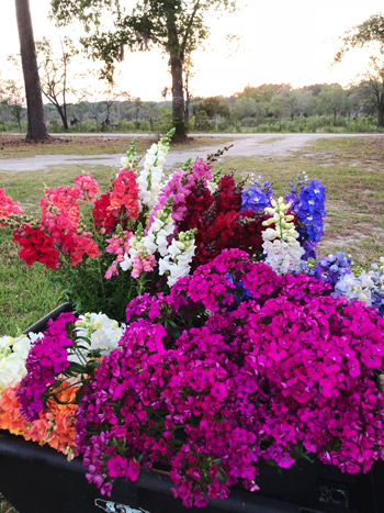 Laura of Feast & Flora notes her 'Amazon Neon Purple' dianthus have an amazing vase life.