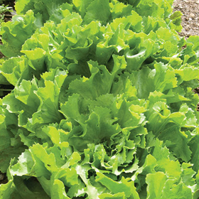 How to Grow Endive & Escarole