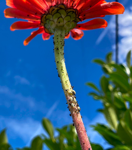 An Aphis colony nurses its thirst on zinnia stem juice in Donna's garden, in turn nourishing the hoverfly population