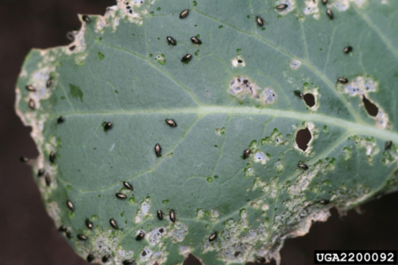 flea beetle damage on brassica seedling