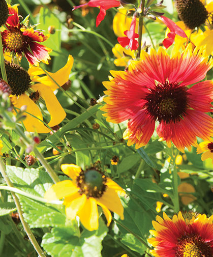 A established planting of the Xeriscape Mix for the Eastern US region in full bloom, requiring little water.