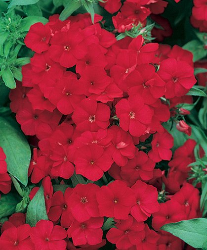 Bright cherry-red phlox flowers, just one cultivar among a large, colorfully diverse, easy to grow group.