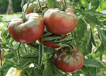 Charterseedsofficial on X: Are you looking for a greenhouse or open field  tomato? Star 9081 is the best and your ultimate indeterminate choice since  it has high disease resistance package,long shelf life