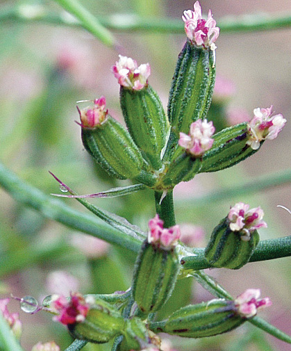 A close-up of the blossoms of a cumin plant (Cuminum cyminum), an herb revered for its medicinal and culinary uses.