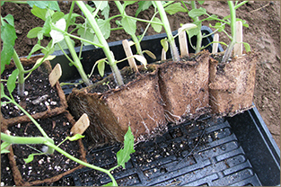 Biodegradable Pots