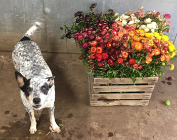 Remy and the everlastings - flowers that are good for drying can be used in myriad ways.