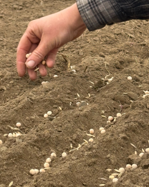 direct seeding cover crops