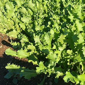 How to Grow Endive & Escarole