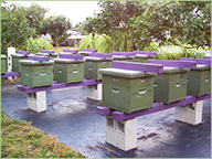 Gabriele's beehives