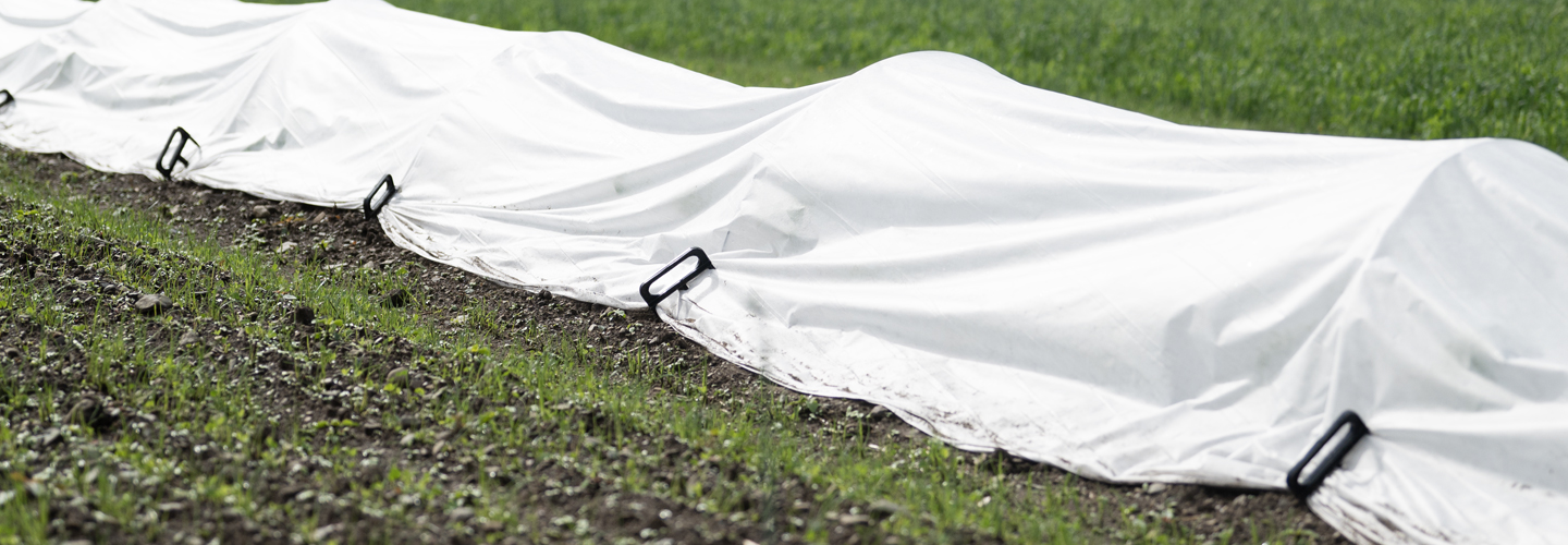 white row cover over crops in field