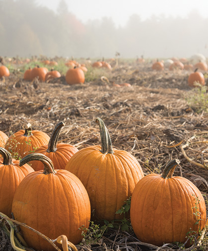 A field of Jack-o-lantern type pumpkins awaits evaluation on a foggy fall morning at our research farm.