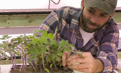 Fundamentals of Grafting Tomatoes