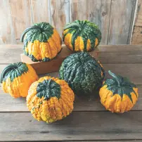 hoargarth gourd