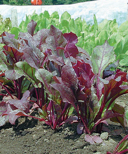 Beets grown from pelleted seed, for ease of handling, uniform plantings, and minimal thinning.