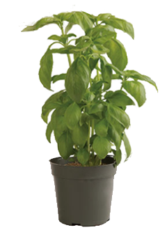 Prospera DMR (CG1) Basil