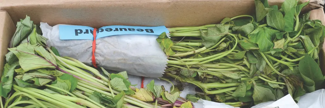 Mahon Yam slips, being prepped to ship to Johnny's growers