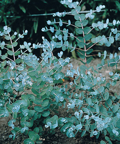 A planting of eucalyptus, excellent as a foliage or filler item in cut flower arrangements.
