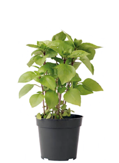 Container-grown Cardinal Basil Plant