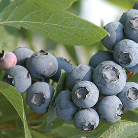 How to Grow Blueberries