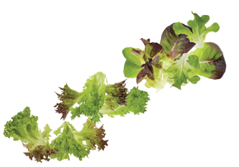 Lettuces are roughly classified by leaf shape, configuration, and how much of a head they form.