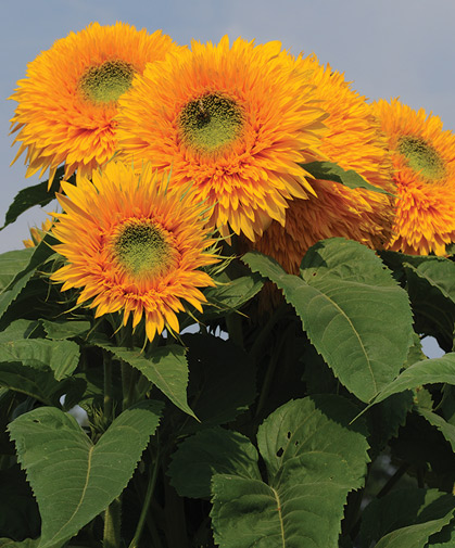 Goldy Double is a branching sunflower with fully-double, bright golden blooms.