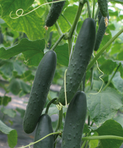 Corinto Cucumber