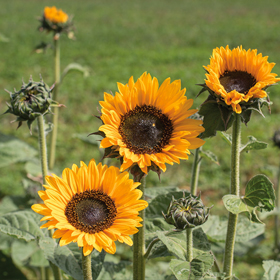 How to Grow Tall Sunflowers