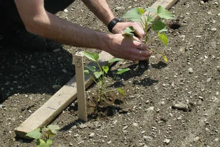 planting sweet potate slips in the field