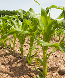 Biological Treated Seed Treated Seed